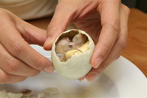 Balut: Everything to know about this (in)famous .